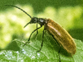 Lagria hirta